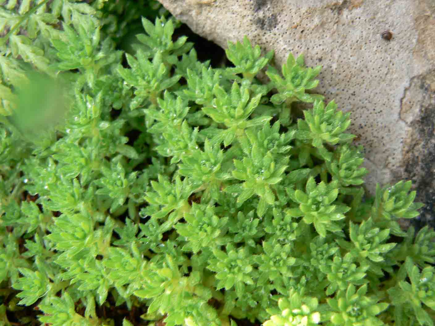 Saxifraga sedoides / Sassifraga setolosa